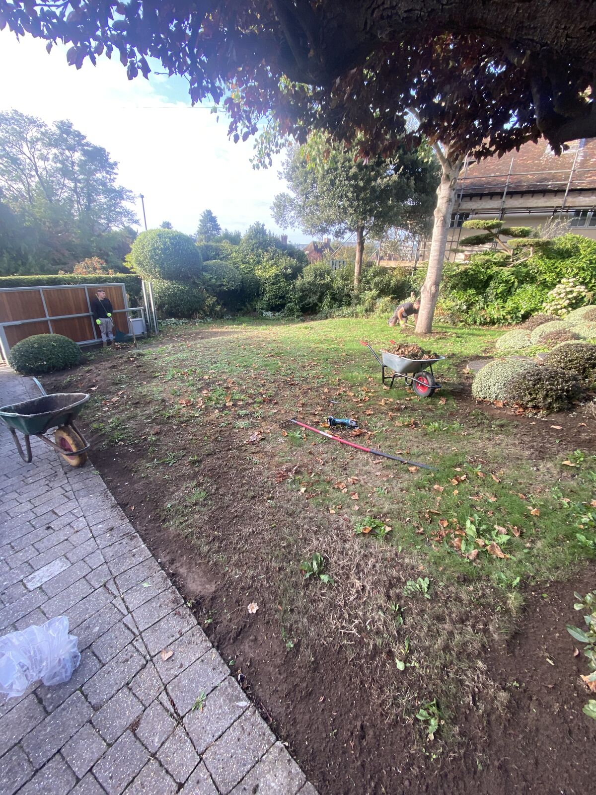 A worn lawn being stripped back beneath a mature tree, ready for new turf