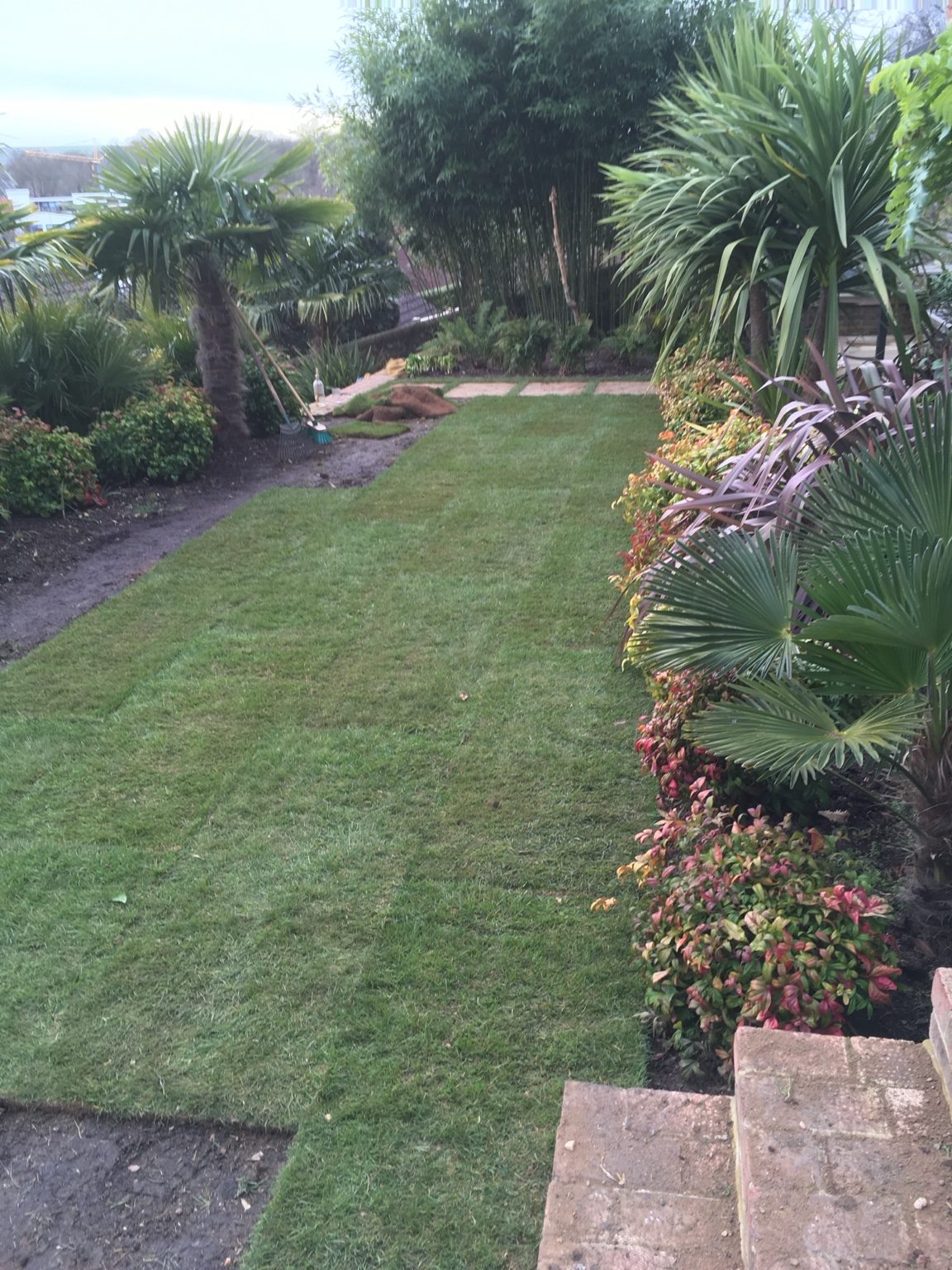 Freshly laid lawn in a planted garden
